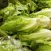 Cos Lettuce - Veggie Fresh Papanui
