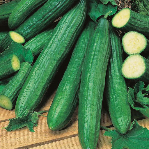 Cucumber Telegraph Veggie Fresh Papanui