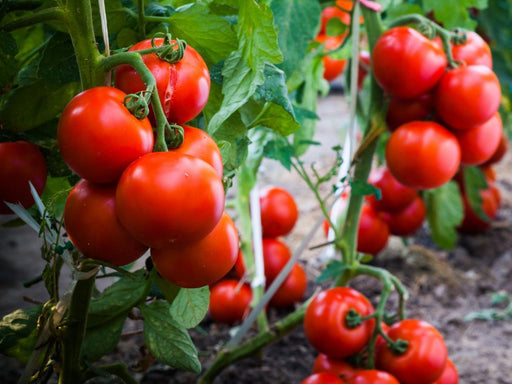 Tomatoes Veggie Fresh Papanui