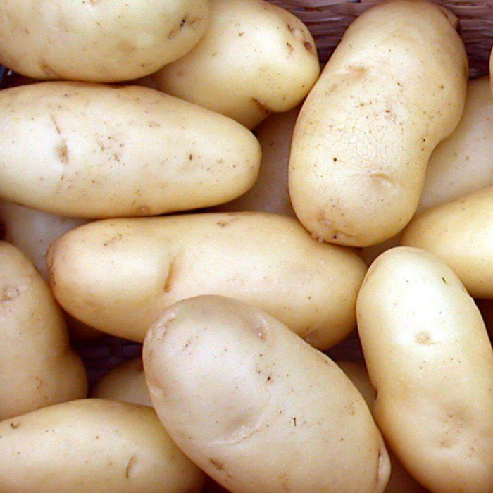 Agria Washed Potato Veggie Fresh Papanui