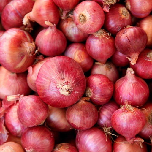 Red Onion Veggie Fresh Papanui