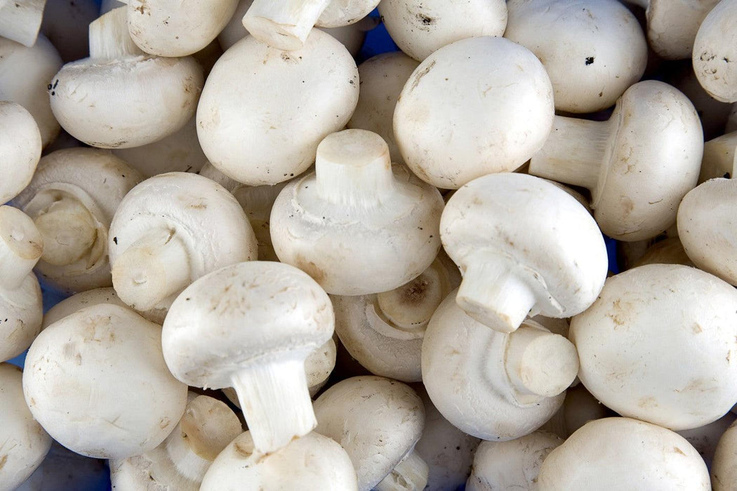 Mushroom White Veggie Fresh Papanui